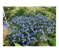 semi di di lino,da balcone-da piantare perenni resistenti e perenni per esterni da giardino 800pcs