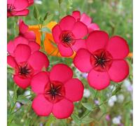 semi di di lino,da giardino decorative per luoghi soleggiati da balcone 300pcs