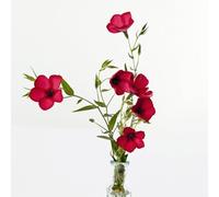 semi di di lino semi di recisi-Molto adatti alle e agli insetti coltivazione di semi 400pcs