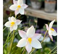 Semi di di luna decorazione floreale da balcone resistenti per giardini rocciosi semi luna selvatici vecchie varietà esotico come bomboniera 150pcs