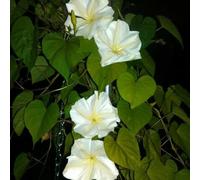 Semi di di luna decorazioni da giardino per esterni raro per luoghi soleggiati semi come bomboniera gli amanti del giardino luna esotico 85pcs