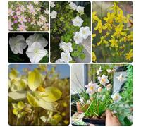 Semi di di luna perenni resistenti per luoghi soleggiati resistenti per giardini rocciosi semi luna selvatici come bomboniera da balcone 300pcs