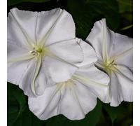 Semi di di luna perenni resistenti semi raro da balcone per gli amanti del giardino vecchie varietà decorazione floreale esotico come bomboniera 85pcs