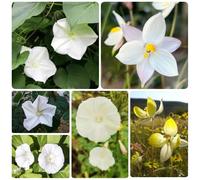 Semi di di luna semi luna come bomboniera decorazione floreale selvatici vecchie varietà resistenti per giardini rocciosi per gli amanti del 120pcs