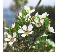Semi di di Manuka-Leptospermum scoparium,per il giardino,colorati semi di a crescita rapida giardino decorativo 50pcs
