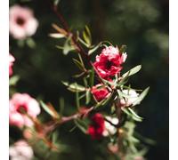 Semi di di Manuka-Leptospermum scoparium,perenni resistenti e perenni giardino di,da giardino per il giardino 300pcs