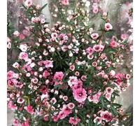 Semi di di Manuka-Leptospermum scoparium,perenni resistenti e perenni regali per gli amanti del giardino vaso,300pcs