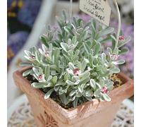 Semi di di paglia-Regali per gli amanti del giardino che decorano il soggiorno da giardino 250pcs