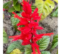 Semi di di salvia antincendio、da giardino,lungo periodo di per da balcone,da giardino giardino decorativo,in rapida 250pcs