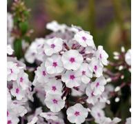 semi di di tappeto - semi selvatici resistenti giardino giardino rocce resistenti copertura perenne 50 pezzi