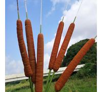 Semi di di tifa - Typha latifolia - decorazione dello stagno, da balcone d'appartamento、in rapida crescita Le perenni sono perenni resistenti semi, 200pcs