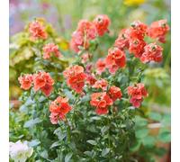 Semi di Diascia - Diascia barberae, del regali sostenibili semi di campo 150pcs