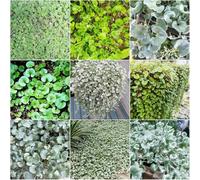 Semi di Dichondra Repens balcone resistenti letti elevati per giardino semi resistenti per giardino interno 200pcs