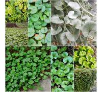 Semi di Dichondra Repens - semi di giardino verde tetto coperto perenne resistente resistente per giardino decorativo 600pcs