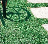 Semi di DICONDRA - Semi da prato DICHONDRA REPENS - Semi di prato che non si taglia mai - 500 grammi di SEMENTI