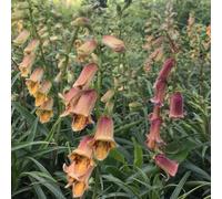semi di digitale balcone rare rampicanti varietà antiche biologiche in vaso Aiuole rialzate per il giardino interno arredamento del soggiorno 100pcs