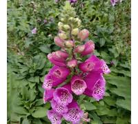 semi di digitale per i luoghi soleggiati esotiche balcone semi di resistenti come bomboniera estivi biologici decorazioni giardino 100pcs