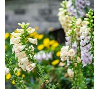 semi di digitale semi di autunnali resistenti estivi biologici esotiche balcone resistenti per i luoghi soleggiati decorazioni giardino per 85pcs