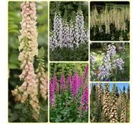 Semi di digitale, semi di campo Digitale purpurea, da giardino 400pcs