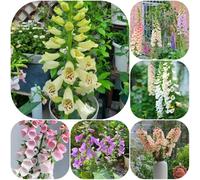 semi di digitale semi di selvatici decorazione copertura del terreno resistenti per giardini rocciosi per i luoghi soleggiati 150pcs