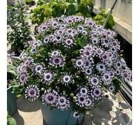 Semi di Dimorphotheca ecklonis, decorazione del giardino per esterno Semi di cesto del Capo, copertura del terreno, perenne resistenti all'esterno le da giardino 300pcs