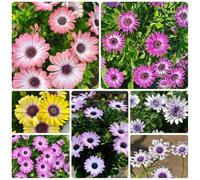 Semi di Dimorphotheca ecklonis, Semi di cesto del Capo, esotiche Le da balcone sono copertura del 150pcs