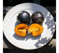 semi di Diospyros digyna resistenti acquistare giardino esotico resistenti balcone, spalliera cachi nero per 30pcs