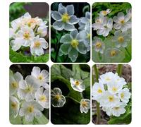 semi di diphylleia greyi - perenni resistenti campo balcone 80pcs