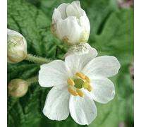 Semi di Diphylleia grisi di primavera letti elevati per giardino semi del prato semi prato interni 150pcs