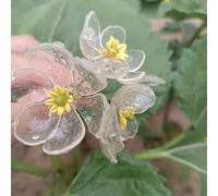 Semi di Diphylleia grisi giardino di balcone semi pradera selvatici perenni, primavera semi pradera del prado 300pcs