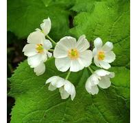 Semi di Diphylleia grisi primavera letti elevati per giardino semi del prado pratera interno 150pcs