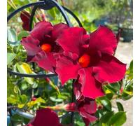 semi di dipladenia - Mandevilla, in vaso per l'arredamento dell'ufficio giardino sul balcone raro roccioso tappezzanti biologiche 50pcs