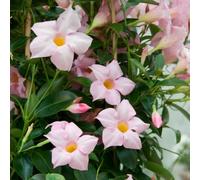 semi di dipladenia - Mandevilla selvatici vecchie varietà 50pcs