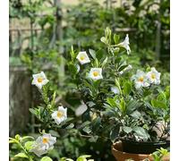 semi di dipladenia Mandevilla - tappezzanti giardino rialzata in vaso per l'arredamento dell'ufficio biologiche varietà antiche interno 150pcs