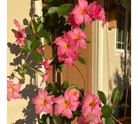 semi di dipladenia rare rampicanti Mandevilla Aiuole rialzate per il giardino balcone serre balcone resistenti, adatte al pieno sole, arredamento del 150pcs