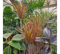 Semi di Dracena marginata, da appartamento che purificano l'aria resistenti per il giardino 8pcs