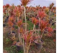 Semi di Dracena marginata, decorazione soggiorno arbusti resistenti resistenti per il giardino e cespugli perenni 5pcs
