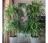 semi di drago giardino roccioso balcone in vaso aiuole rialzate decorativi raro interna 15pcs