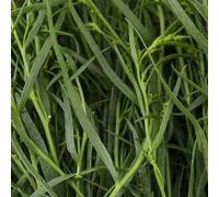 Semi di dragoncello, acquistarere di dragoncello resistenti giardino aromatiche esotiche verdi vecchie varietà 150pcs