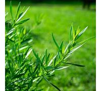 Semi di dragoncello biologici, per giardino di rare giardino di prodotti sostenibili 100pcs