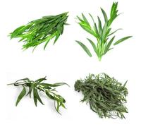 Semi di dragoncello biologici, per giardino di semi di medicinali esotiche semi di resistenti per il giardino 300pcs