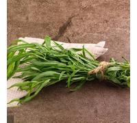 Semi di dragoncello biologici, resistenti acquistare di dragoncello prodotti sostenibili semi di medicinali sempreverdi resistenti per giardino 350pcs