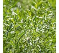 Semi di dragoncello biologici, semi per aiuole rialzate semi di vecchie varietà copertura del terreno da giardino roccioso resistenti esotiche 400pcs