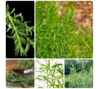 Semi di dragoncello biologici, vecchie varietà semi di medicinali selvatiche resistenti perenni 500pcs