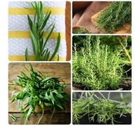 Semi di dragoncello biologici, verdi vecchie varietà resistenti per il giardino per giardino di copertura del terreno acquistare 150pcs