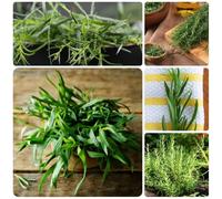 Semi di dragoncello, copertura del terreno semi di medicinali acquistarere di dragoncello esotiche semi di giardino aromatiche 500pcs