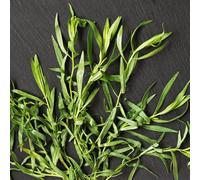 Semi di dragoncello, da giardino roccioso resistenti semi di medicinali prodotti sostenibili vecchie varietà perenni 100pcs