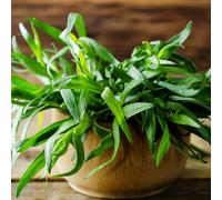 Semi di dragoncello, per giardino di aromatiche da giardino roccioso resistenti resistenti esotiche semi per aiuole rialzate 400pcs