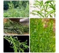 Semi di dragoncello, semi di medicinali da giardino roccioso resistenti prodotti sostenibili esotiche giardino aromatiche 350pcs