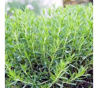 Semi di dragoncello semi di resistenti per giardini rocciosi raro balcone vecchie varietà giardino selvatiche verdi 900pcs